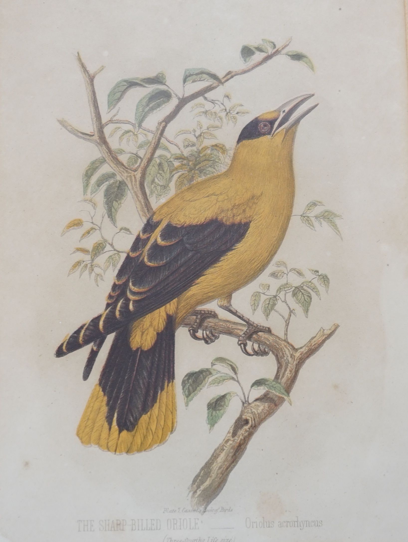 Three Victorian hand coloured lithographs of exotic birds from Cassell’s book of birds, 21.5cm x 16cm